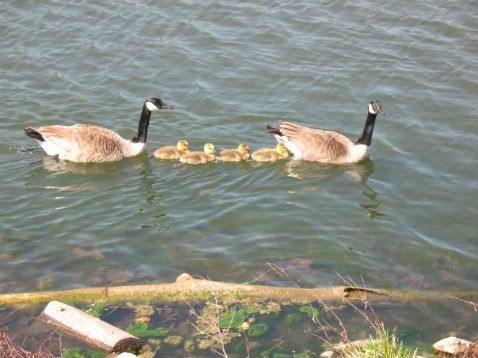 The family that swims together