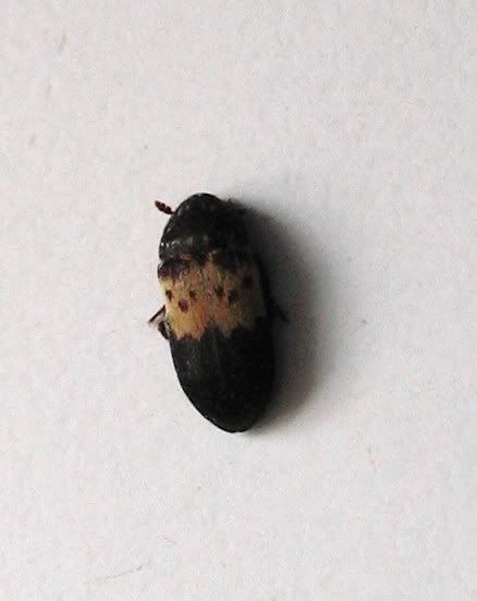 common carpet beetle. three of carpet beetles