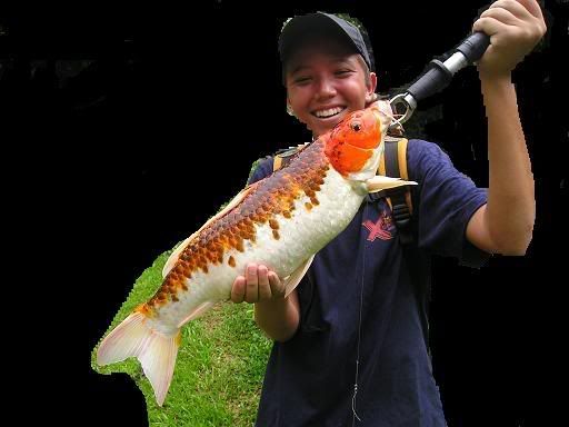 Fat Koi