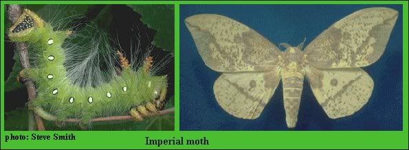 moth.jpg