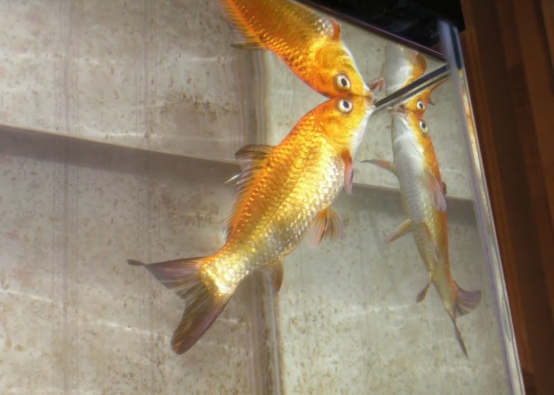 goldfish tank mates. in with the goldfish tank.