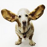 th_all_ears.jpg?t=1286390846