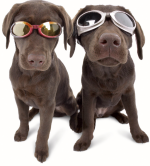 doggles.png