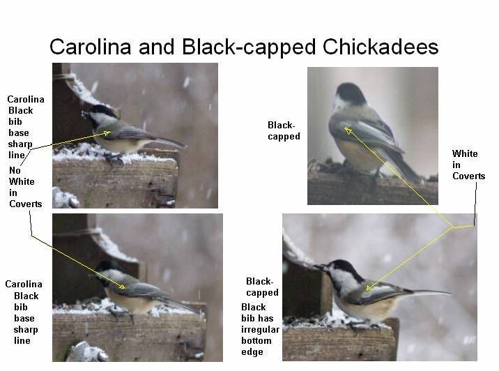 Chickadees.jpg Carolina and Black-capped Chickadees at Bushy Run image by McConaughy