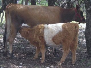 Scottish highland cattle size - Cattle