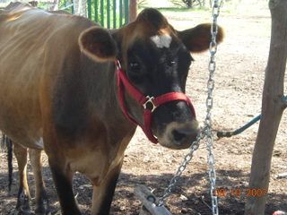 She hates me. - Cattle