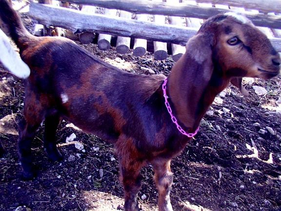 Will my kids keep their spots? - Goats