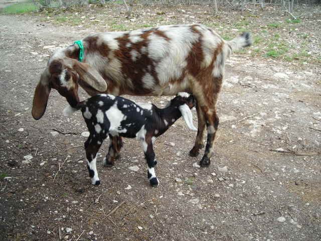 EARS!!!!!!!!!!!!!!! Wild looking kid - haven't had one THIS colorful before! - Goats