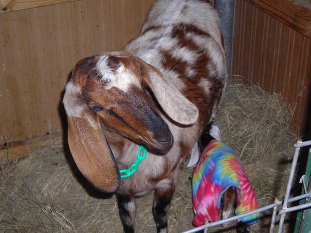 EARS!!!!!!!!!!!!!!! Wild looking kid - haven't had one THIS colorful before! - Goats