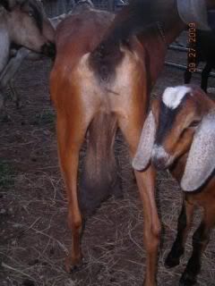 Bad udder discussion thread - Goats