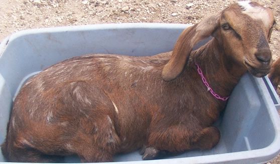 Will my kids keep their spots? - Goats