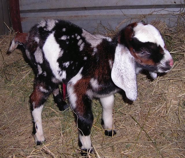 EARS!!!!!!!!!!!!!!! Wild looking kid - haven't had one THIS colorful before! - Goats
