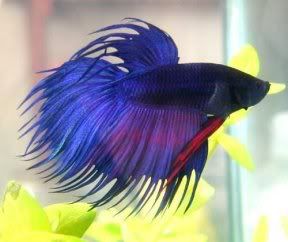 Betta.jpg betta fishy image by crazyrexy