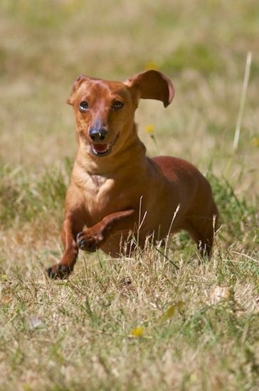 I hired a new exterminator - Country Singletree