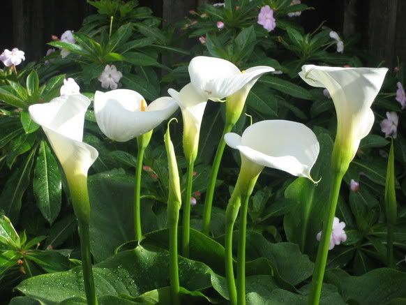 The Cala Lillies are in Bloom Again