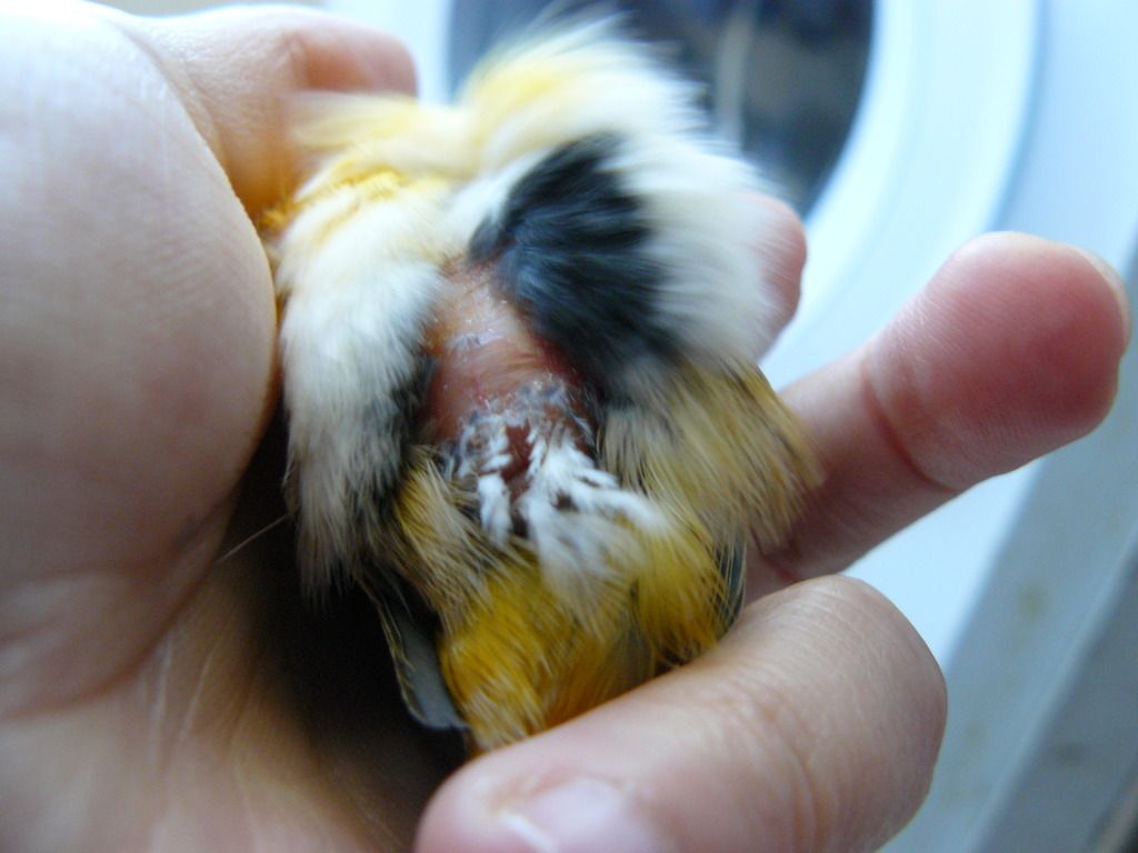 CANARIO MACHO HEMBRA canario macho hembra:
