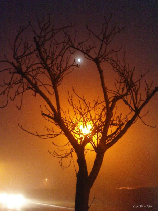 Light_Of_The_Tree_by_alinthea.jpg