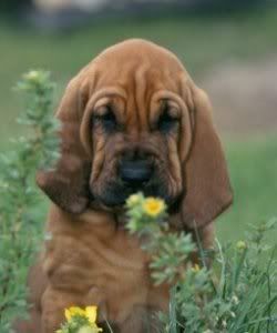 bloodhound puppy attitude