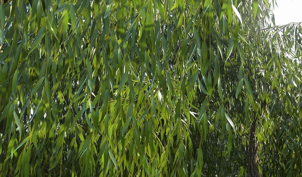 DC_Trees_Photo_S.jpg~original