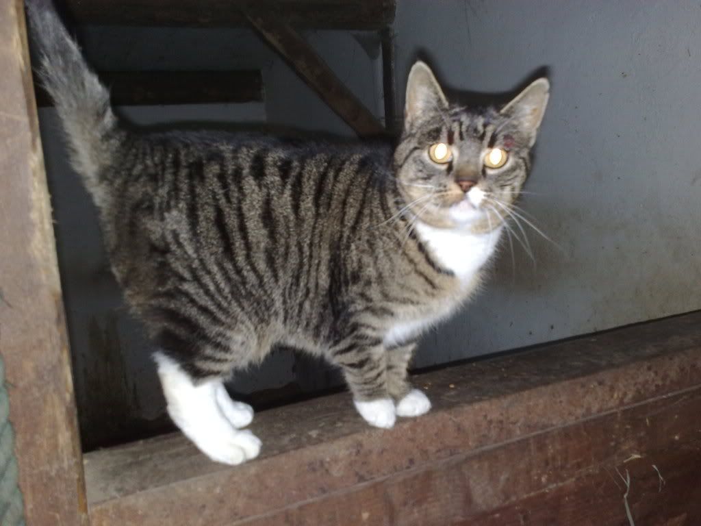 chat dato Hvidovre chat dato Hvidovre