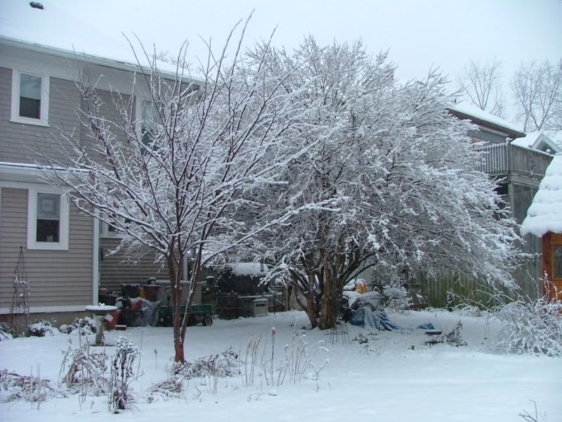 Dogwood+tree+bark+damage