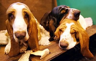 TiredBassets.jpg