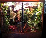 practical reptile keeping