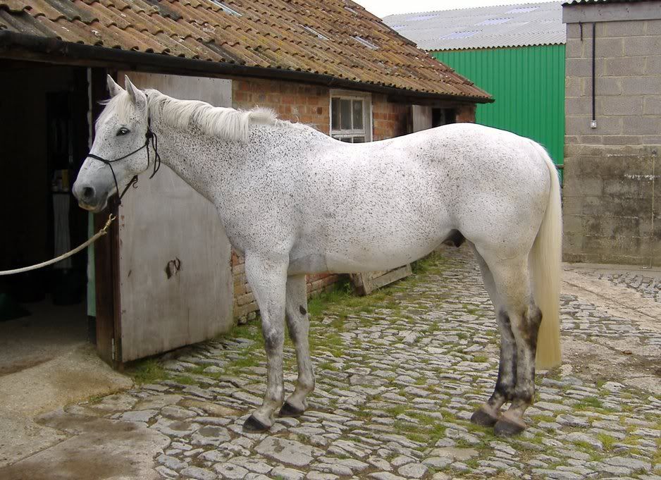 Muscle or no muscle? The Horse Forum