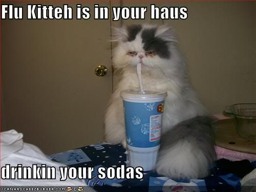 funny-pictures-sick-cat-drinks-soda.jpg