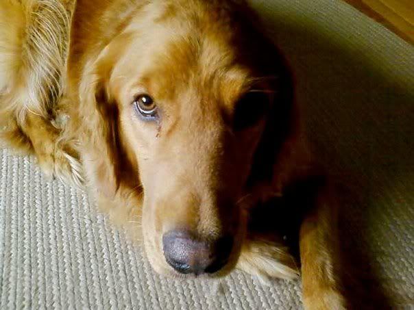 ... red furry throw pillow! Lots of love, but also lots of shedding ... red furry throw pillow! Lots of love, but also lots of shedding