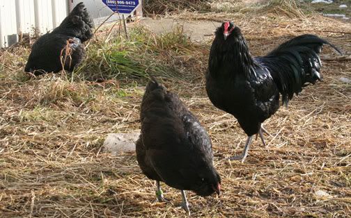 BlackAmeraucanaTrio.jpg picture by FawnLaneFarm