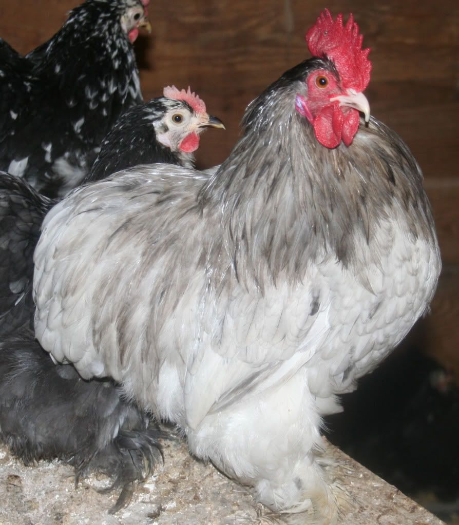 bantam cochins