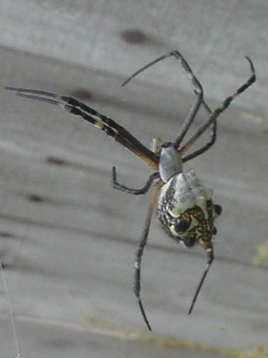 argiope argentata