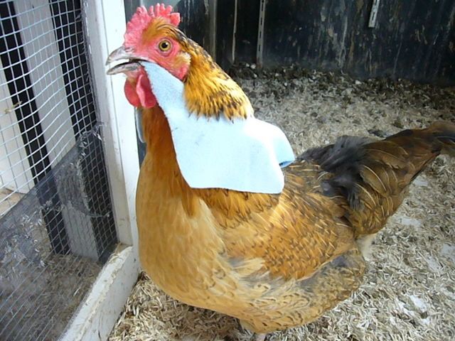 Cross+Breed+Chickens http://i5.photobucket.com/albums/y185/Jeweiser/Nekodasaddle.jpg