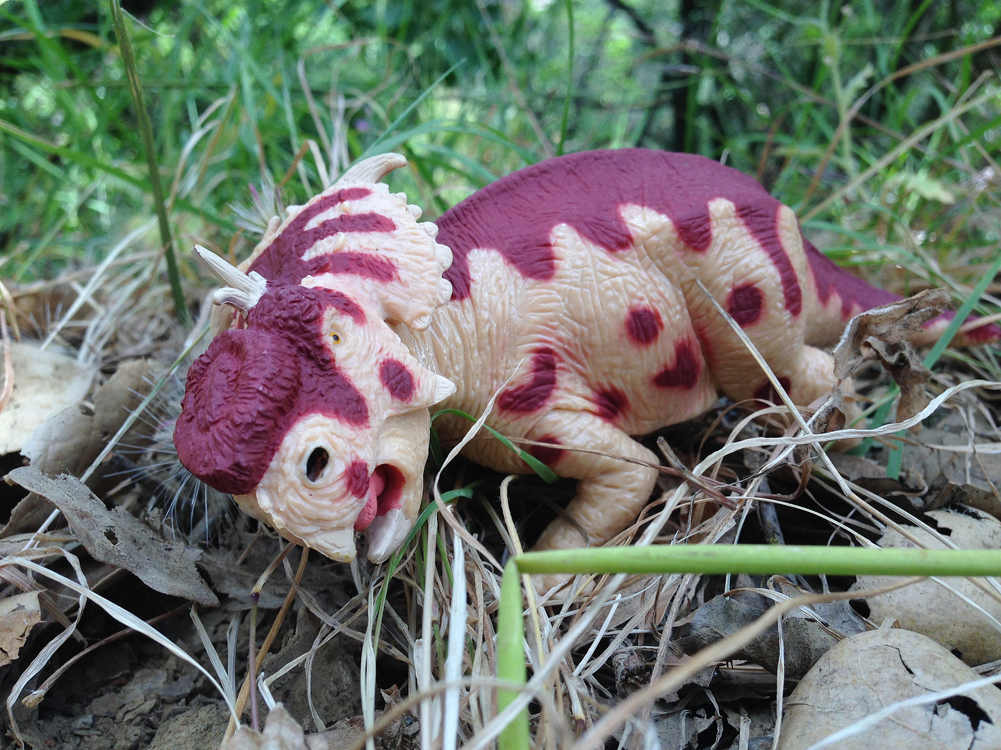 Pachyrhinosaurus.png