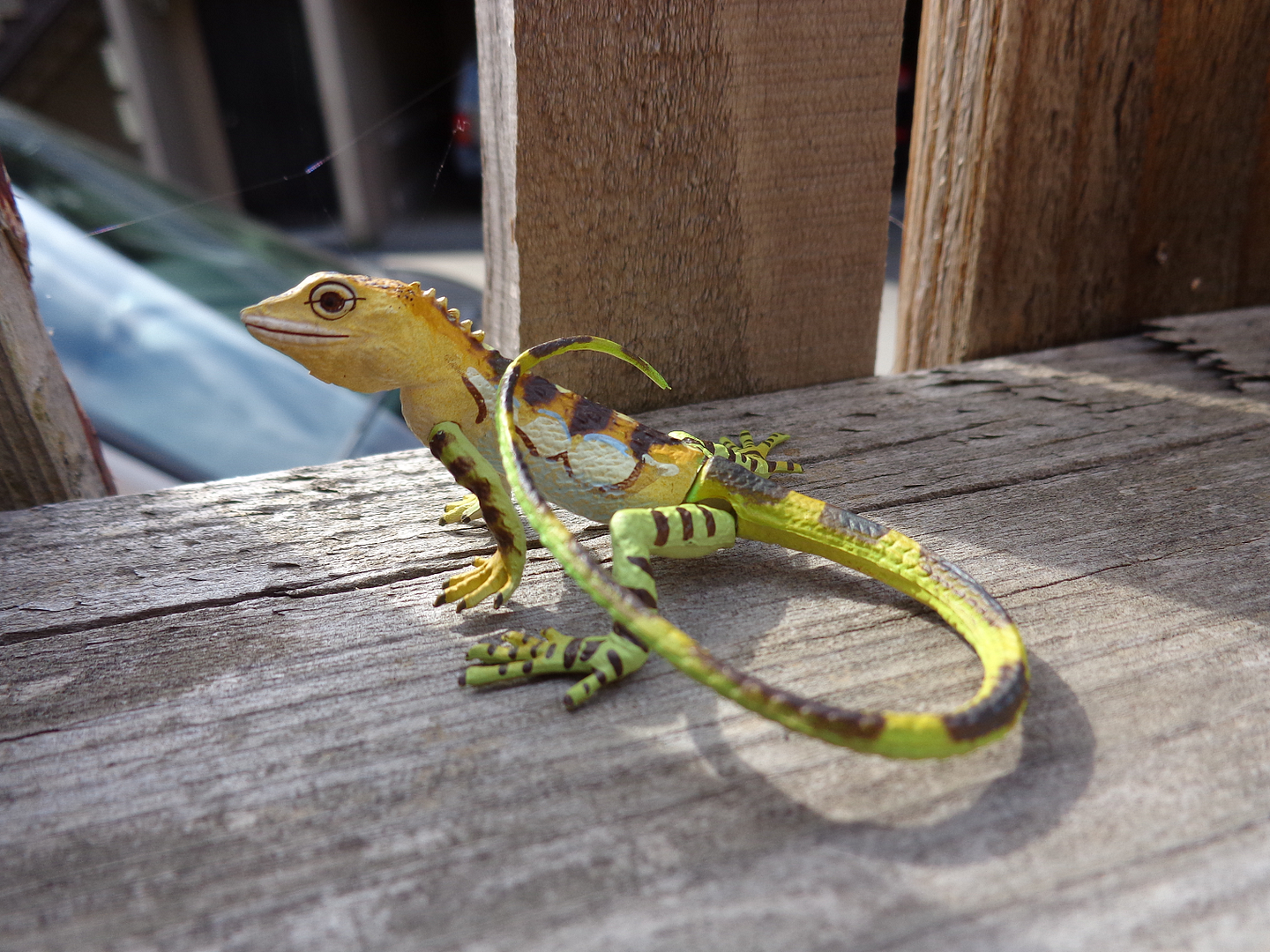 Yaeyami-Island-YonagumiClimbingLizard.pn