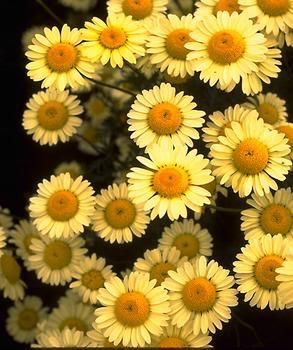 Đồng thoại  童话 - 4