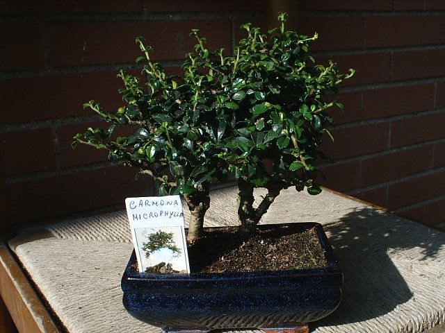 CARMONAMICROPHYLLA.jpg