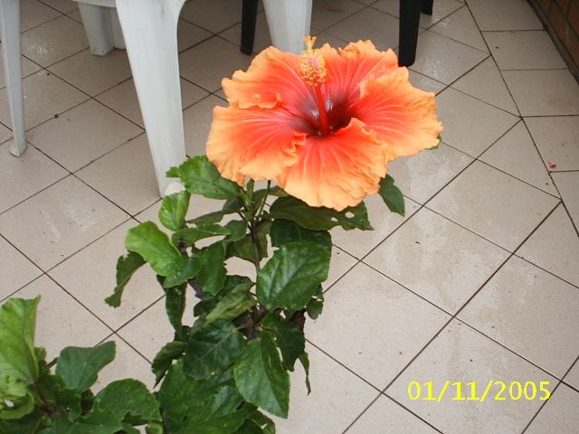 Hibiscus.jpg