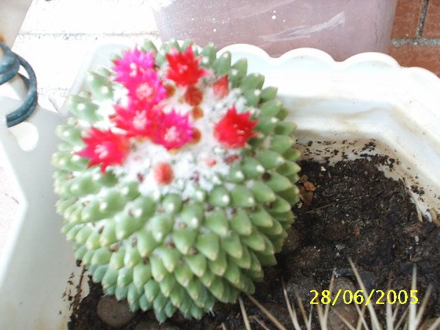 Mammillaria.jpg