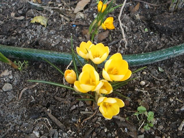 crocusgialli.jpg
