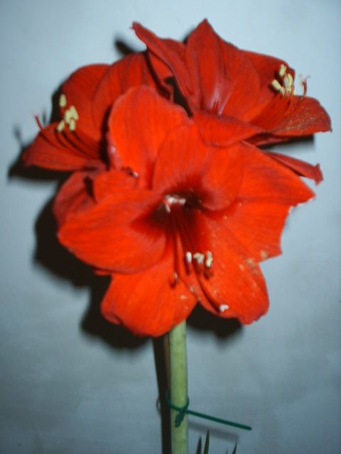 fiorehamaryllis1.jpg