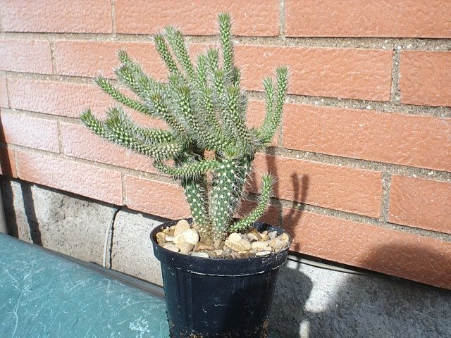 foto52.jpg