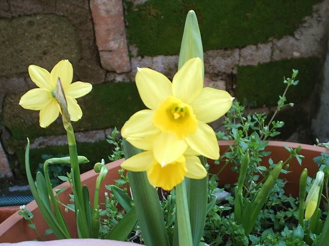 narcisifioriti.jpg
