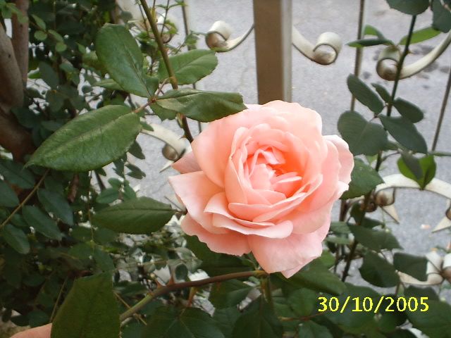 rosa1.jpg