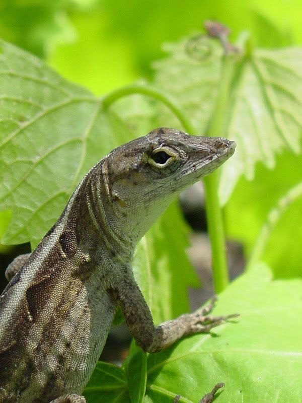 BrownAnole.jpg