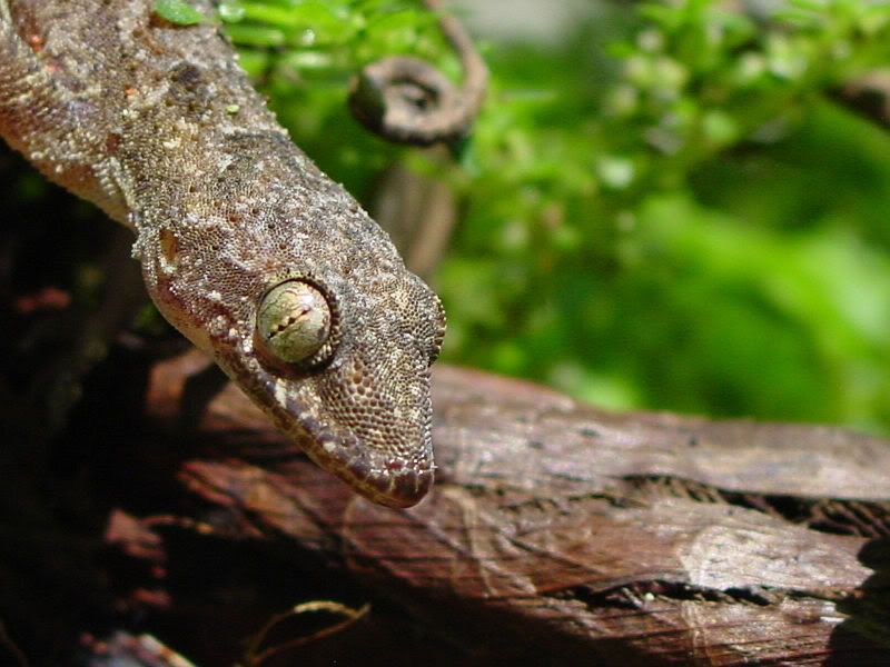 Gecko.jpg