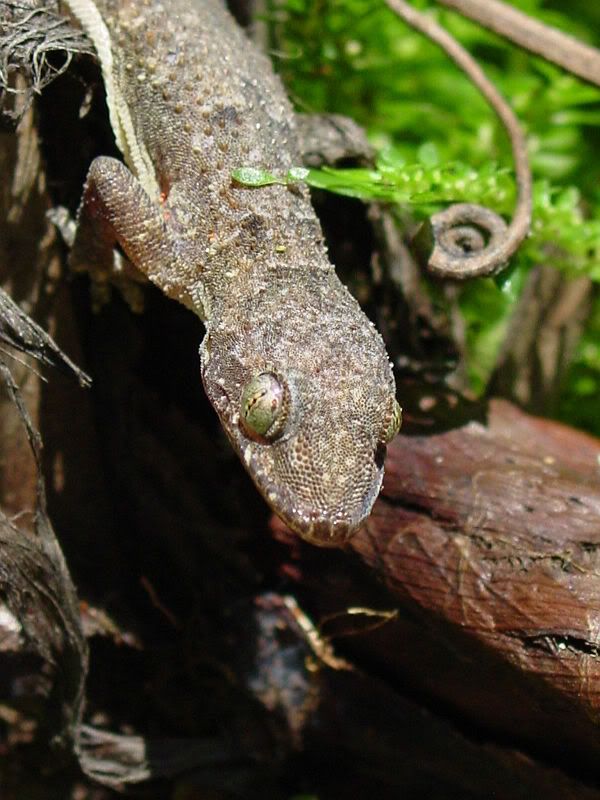 Gecko2.jpg