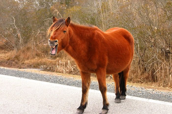 NEIGH.jpg