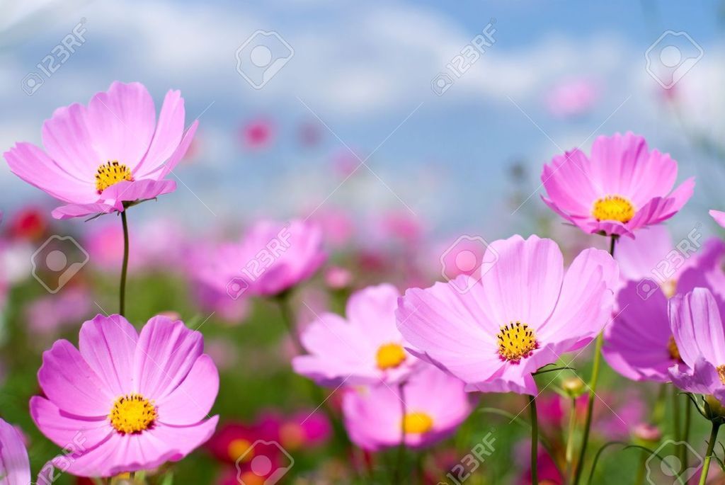 9023390-Pink-cosmos-field-and-sky-Stock-